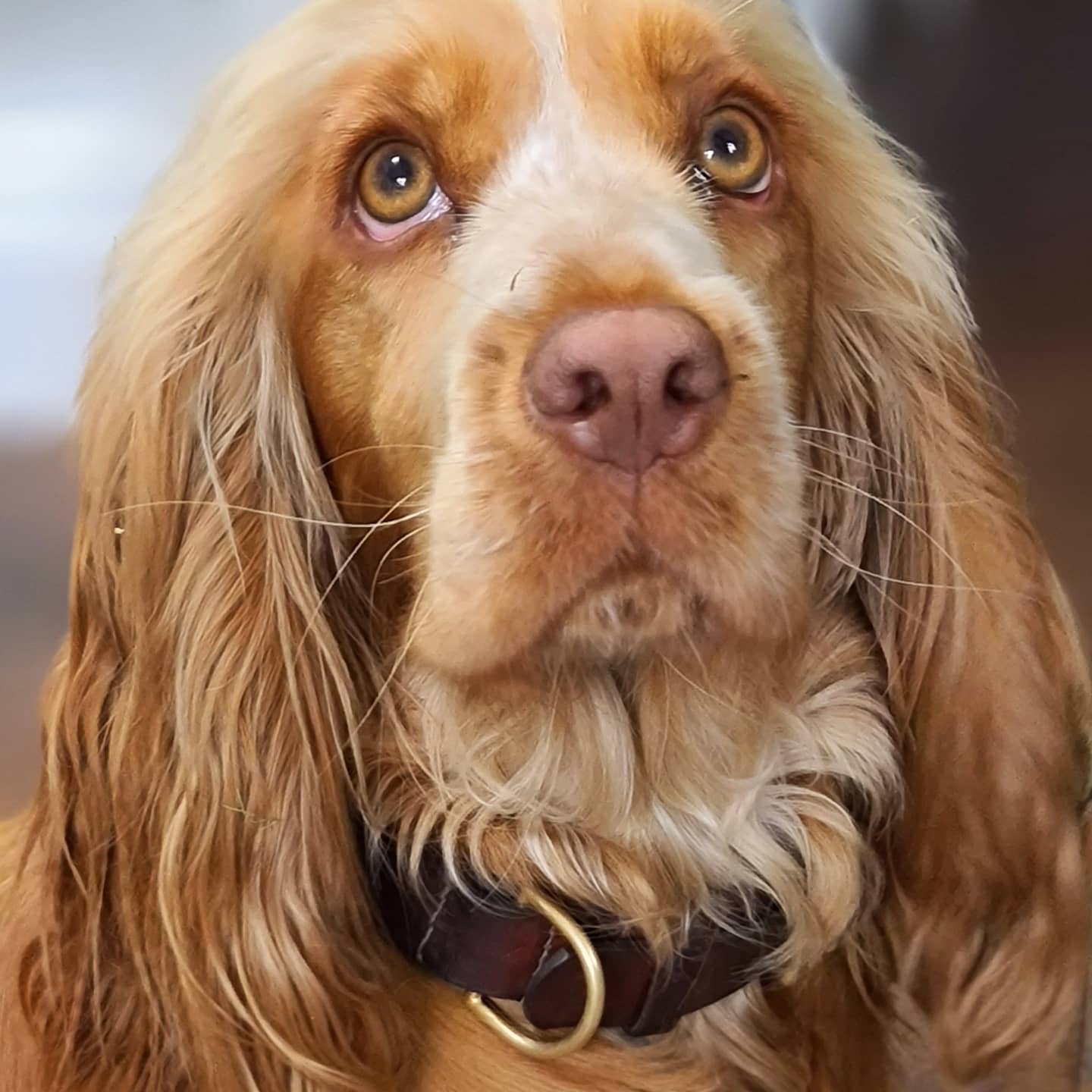 Nellie in a Carreducker dog collar
